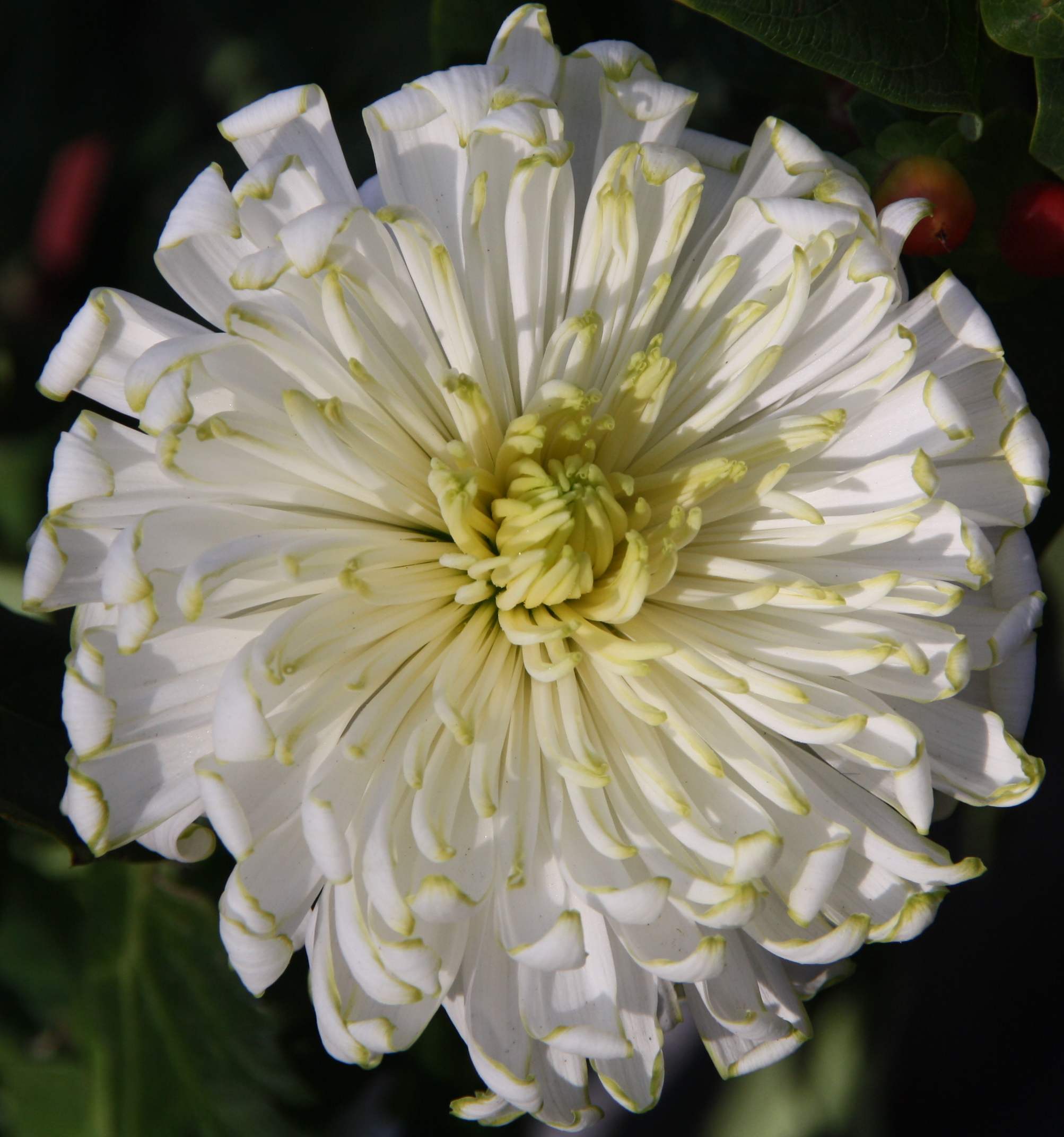 bloem