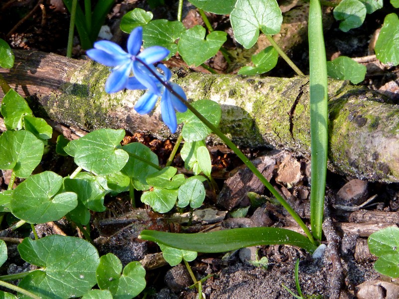 Oosterse sterhyacinth