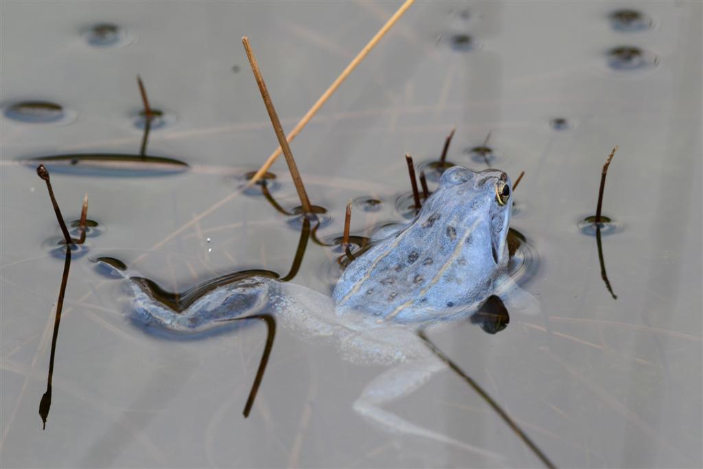 heikikker maart 2012