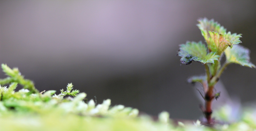 Niet klein te krijgen