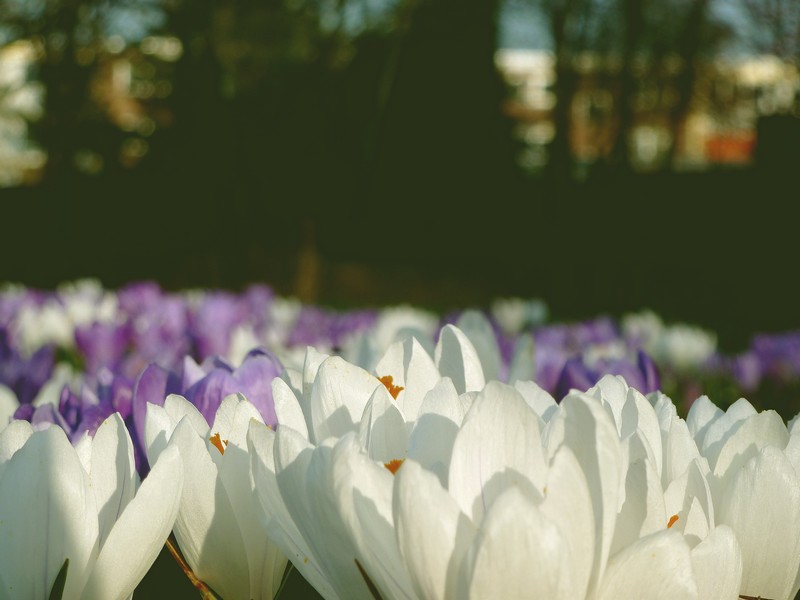 een heel veld vol in de zon
