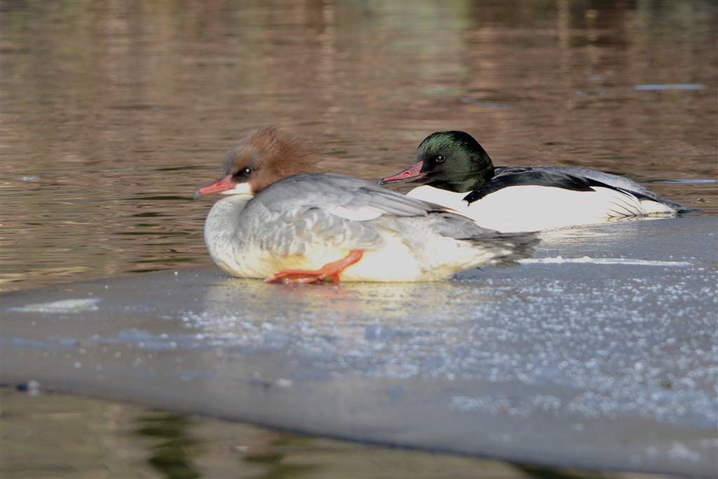 paartje grote zaagbek