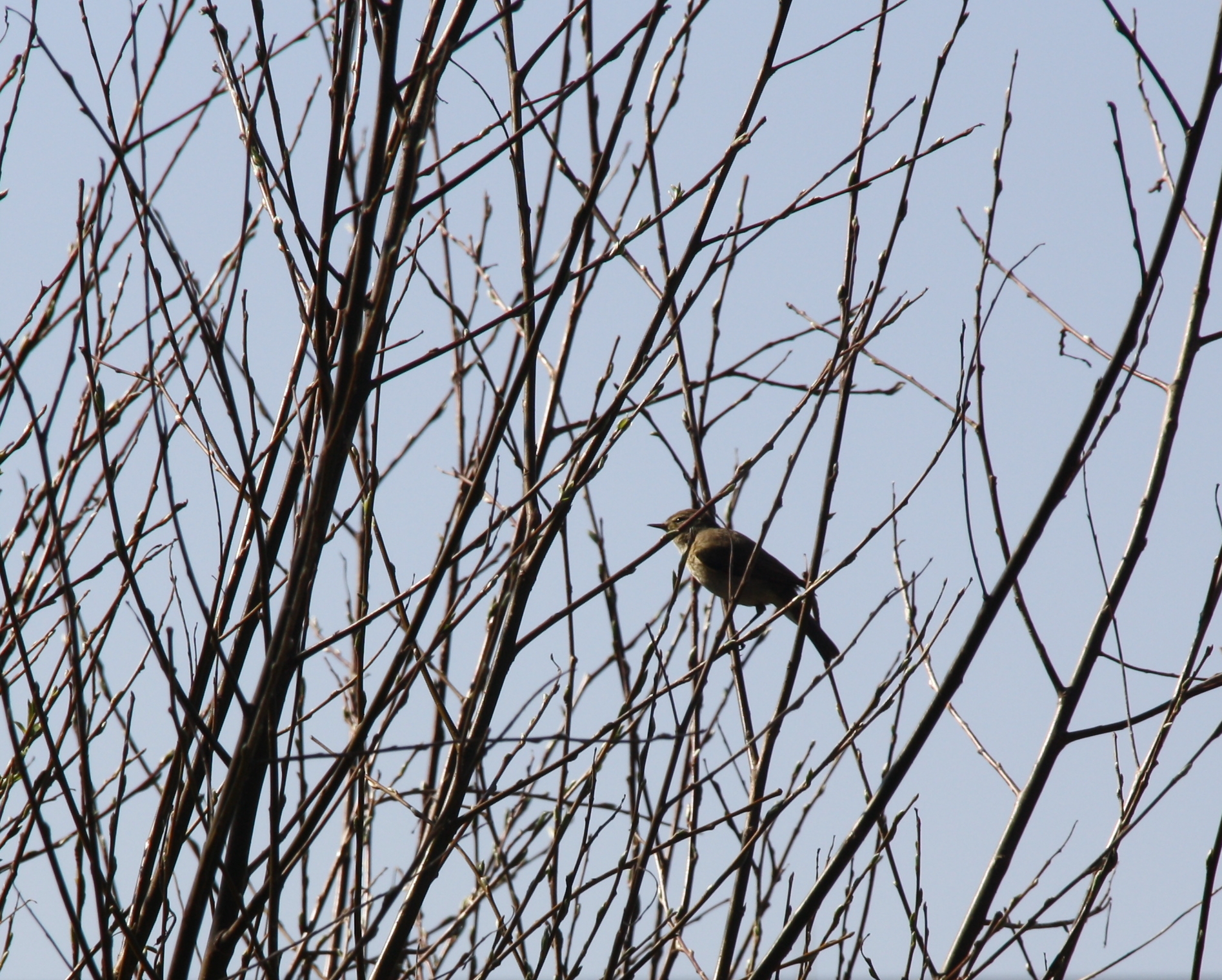 onbekende vogel