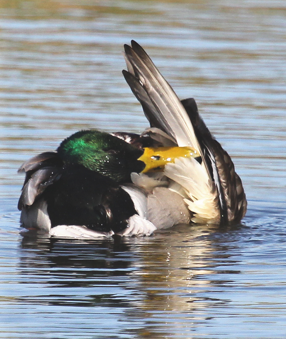 Poetsen en nog eens poetsen