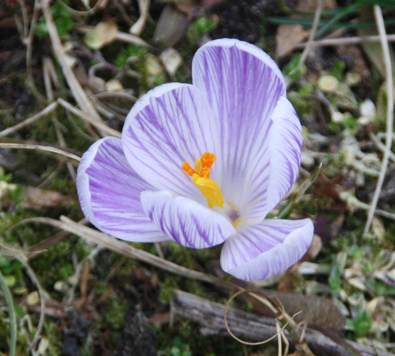 Krokus