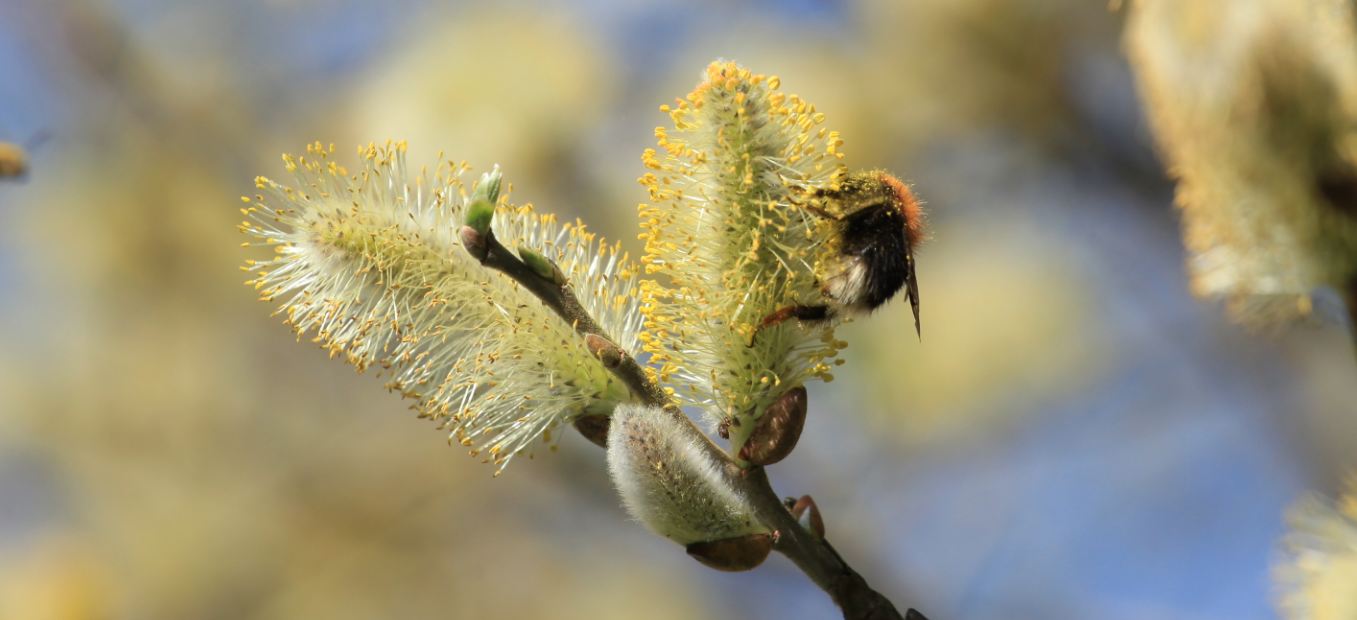 Hommel op wilg