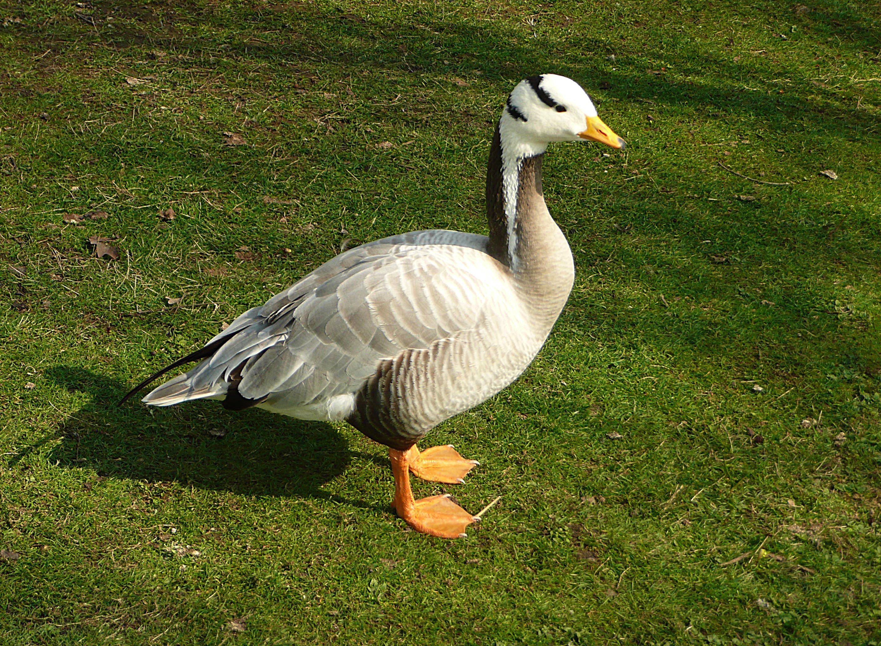 Indische streepkop gans