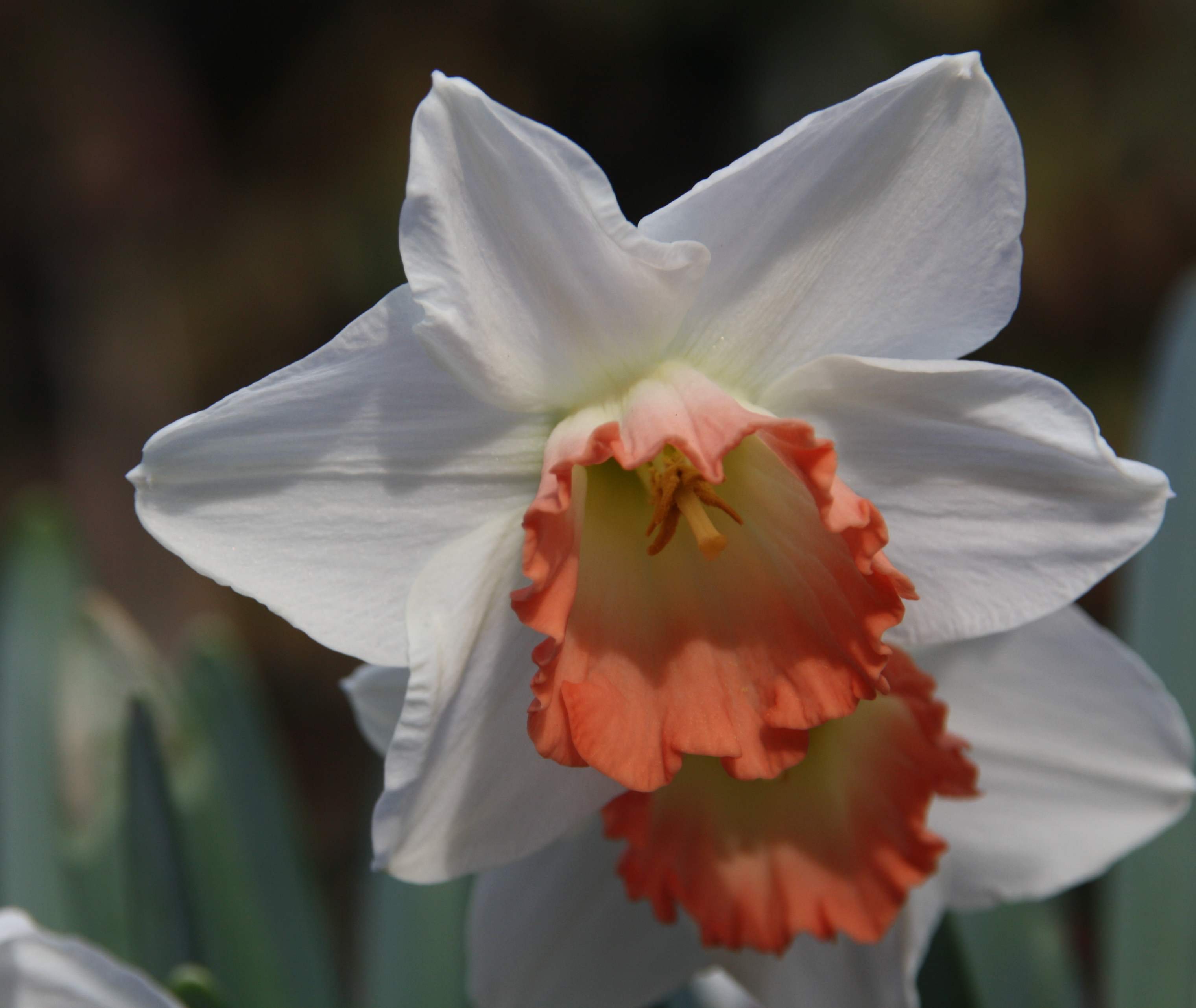 Twee narcissen