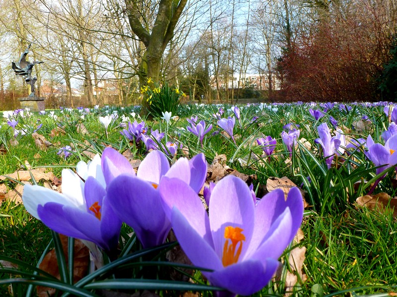 uitbundig krokusveld op eerste lentedag