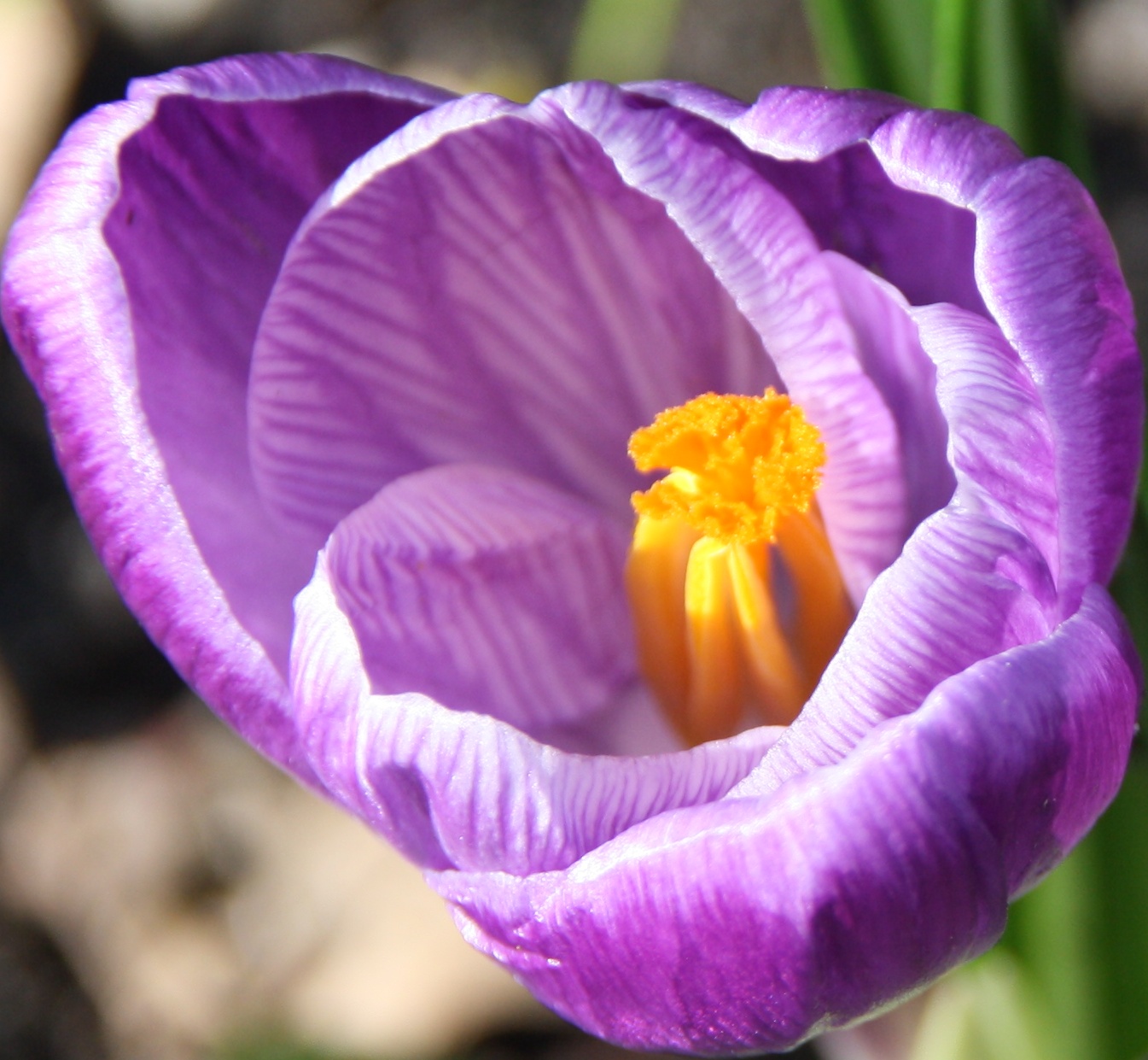 Krokus