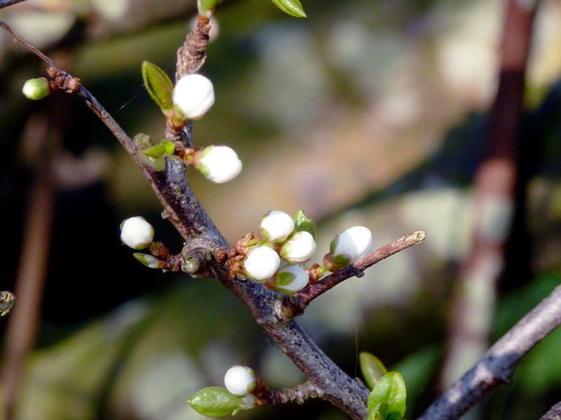 bloesem in wording van een wilde pruimenboom