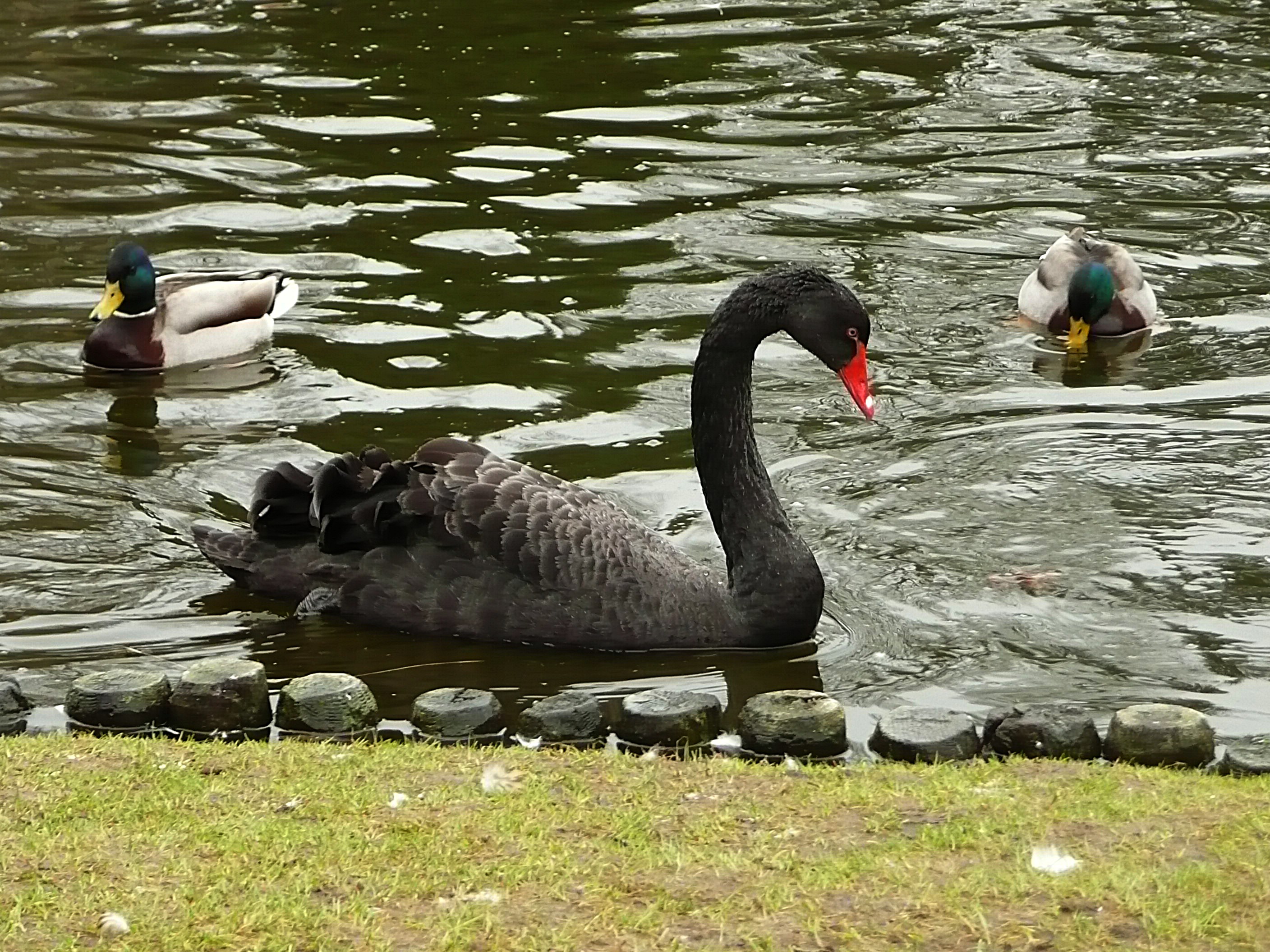 Zwarte zwaan met eenden