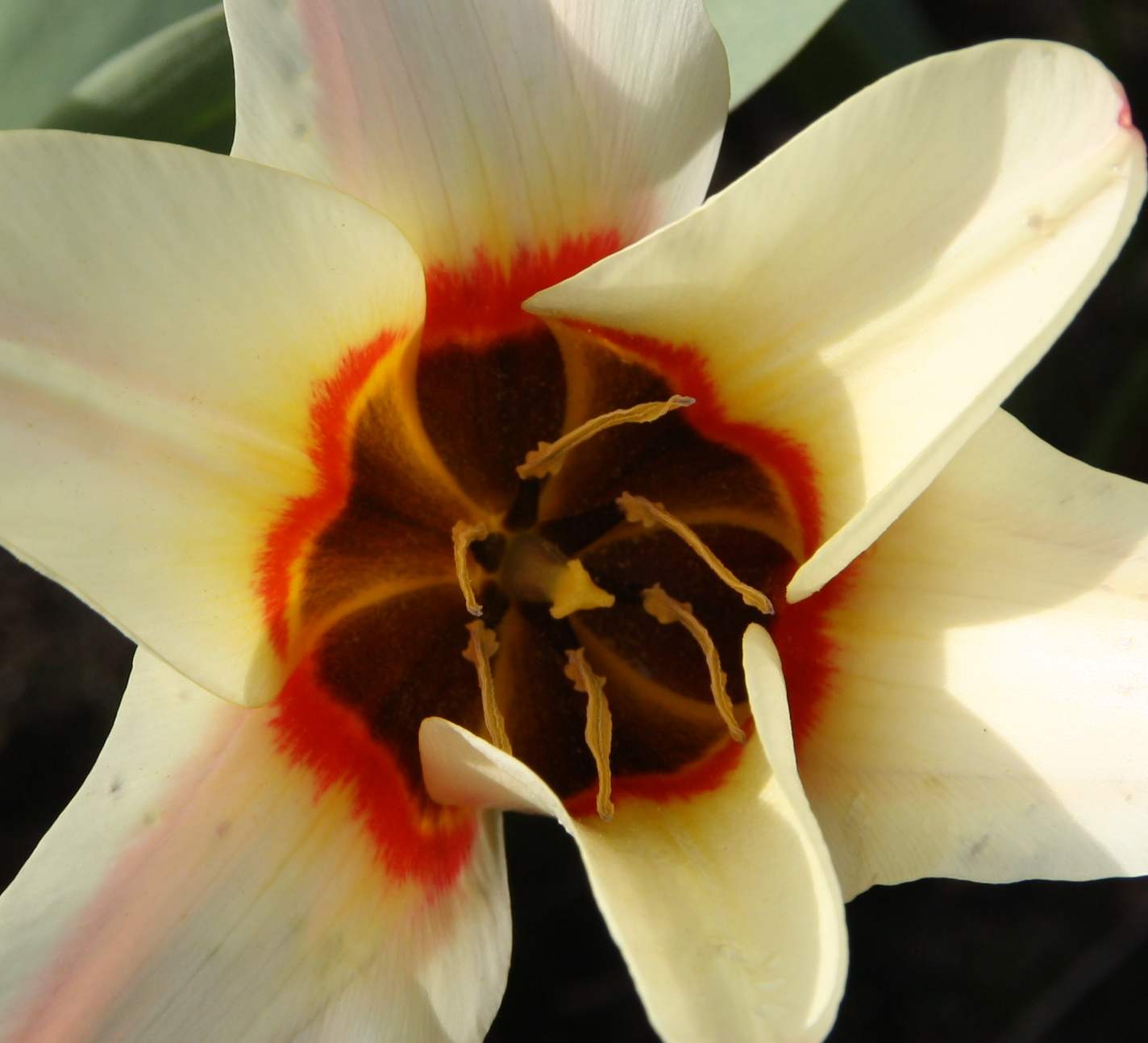 Tulp