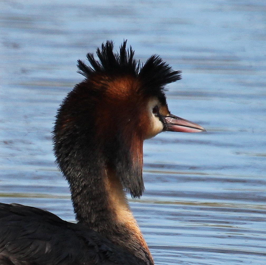 Zo'n schattig koppie........