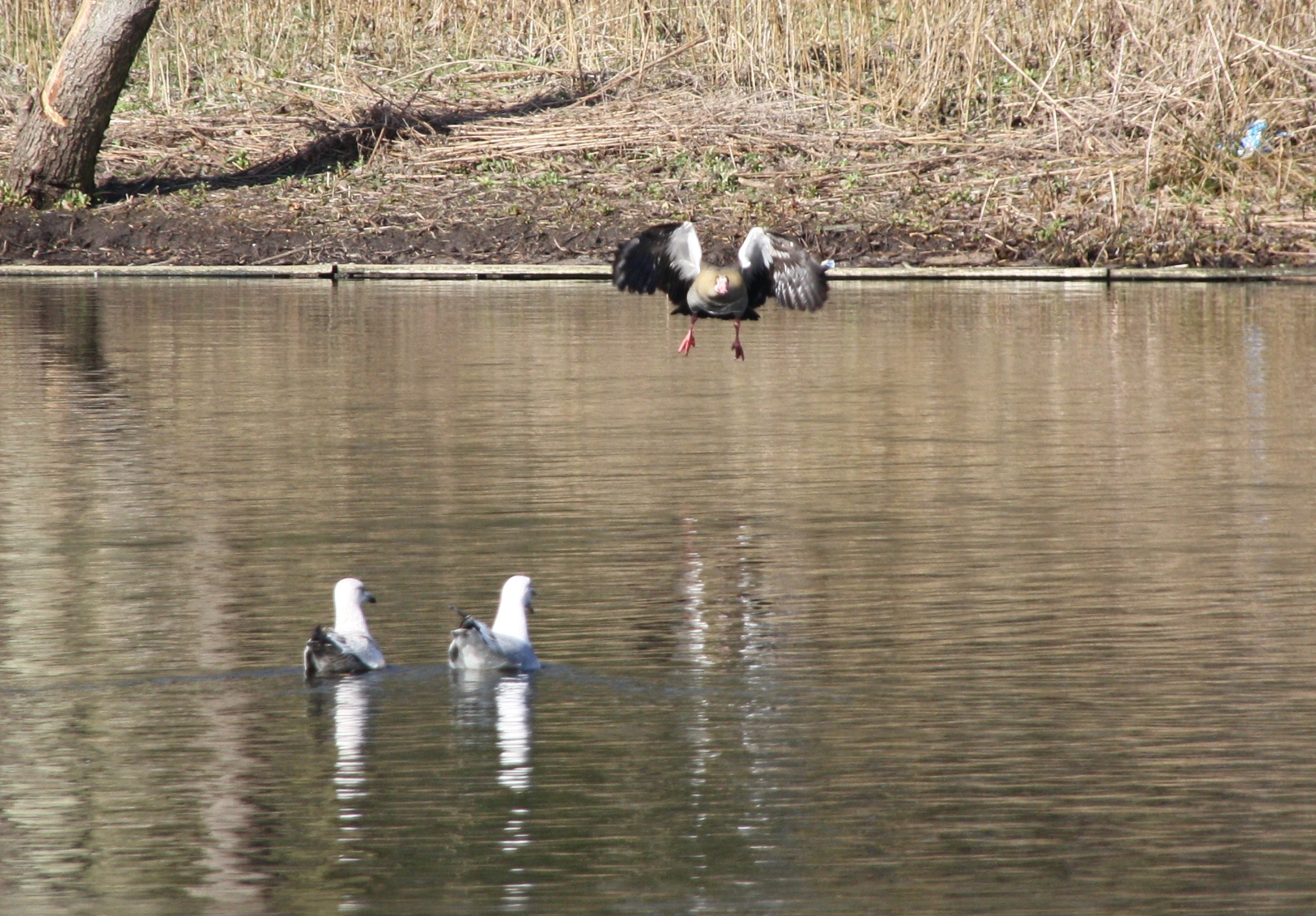 Nijlgans zet landing in