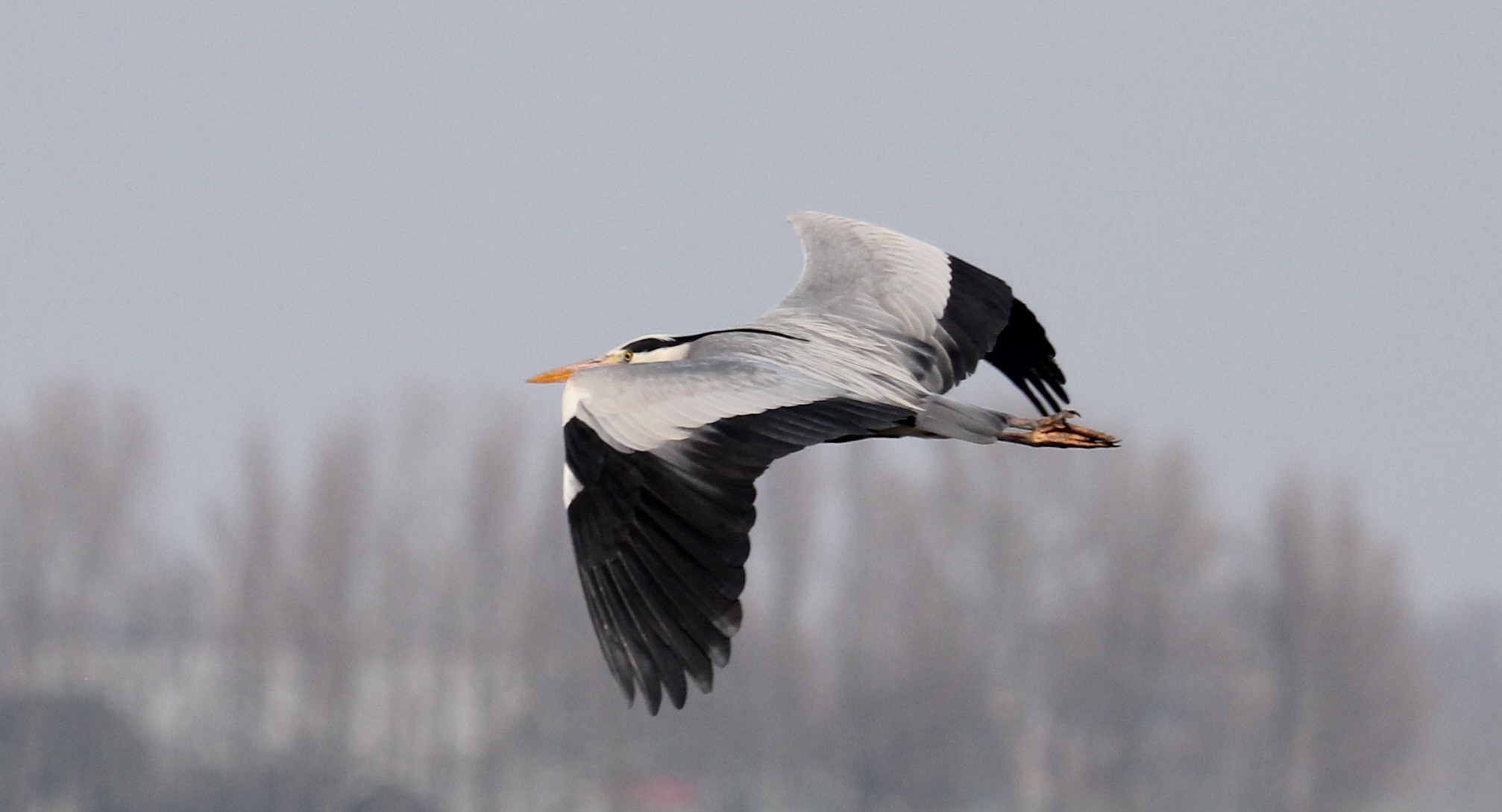 Reiger 