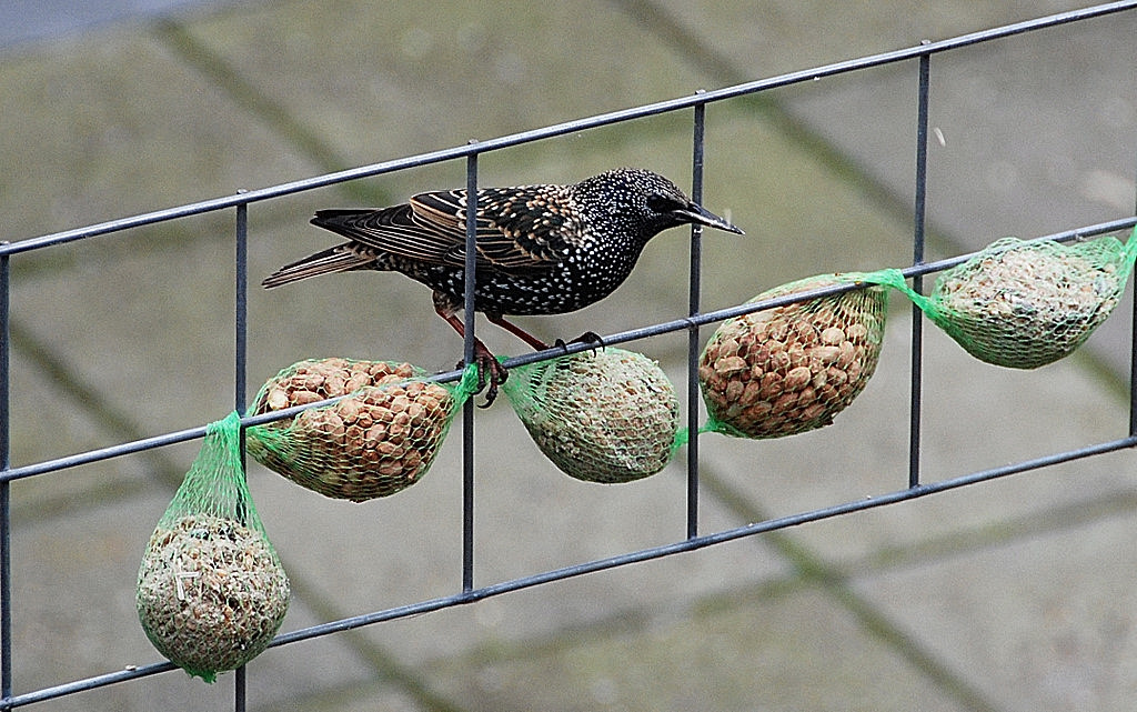 Spreeuw aan de maaltijd.