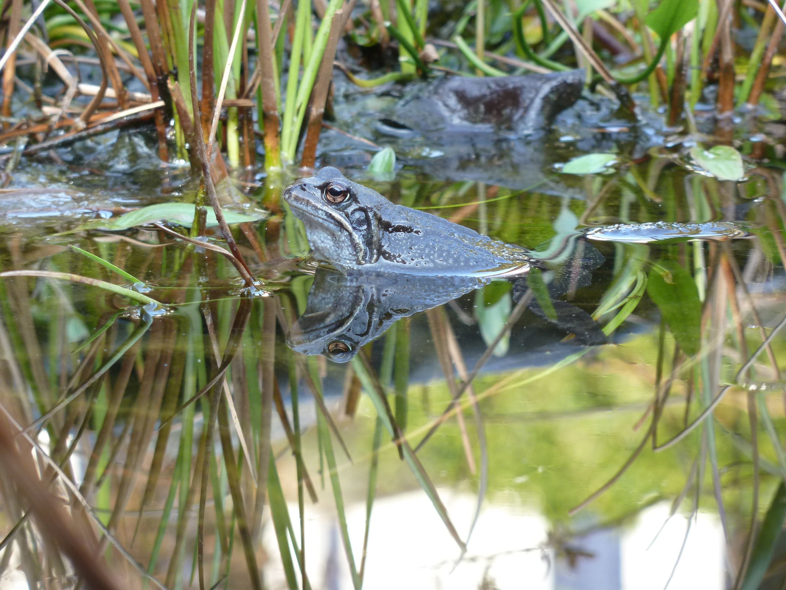 kikker in vijver