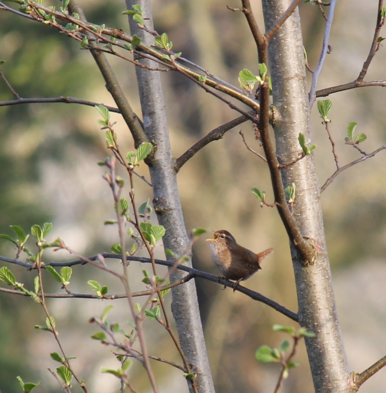 Lentelied van Winterkoninkje