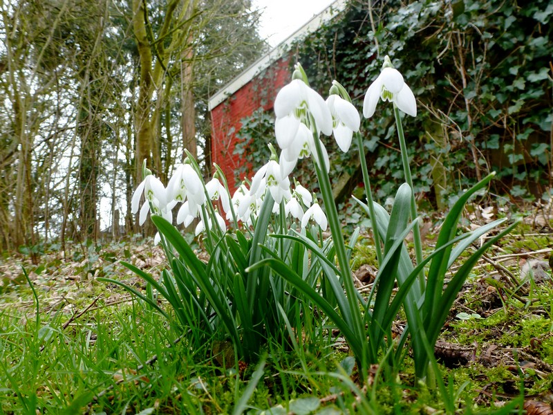 zomaar sneeuwklokjes