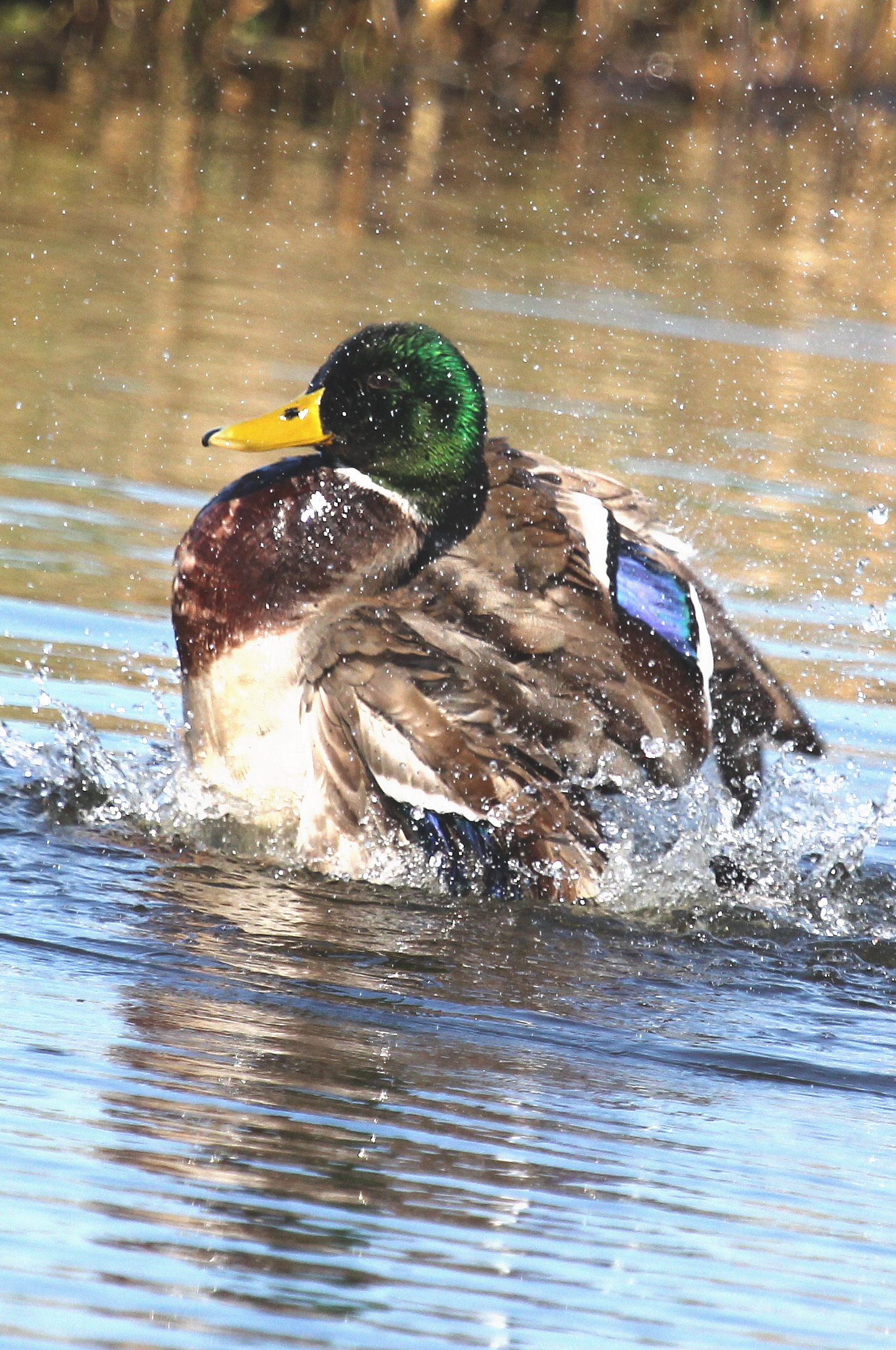 Heerlijk Spatteren........