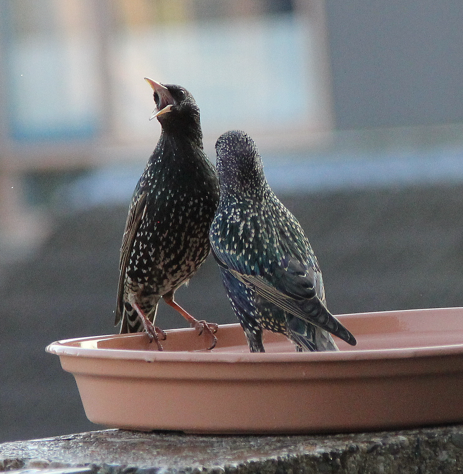 Gezellig samen in bad.