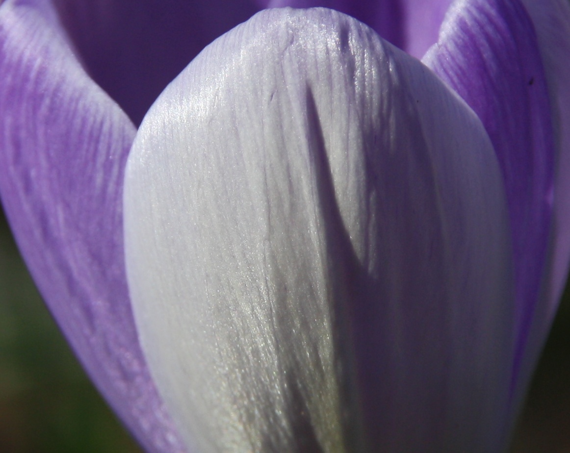 krokus