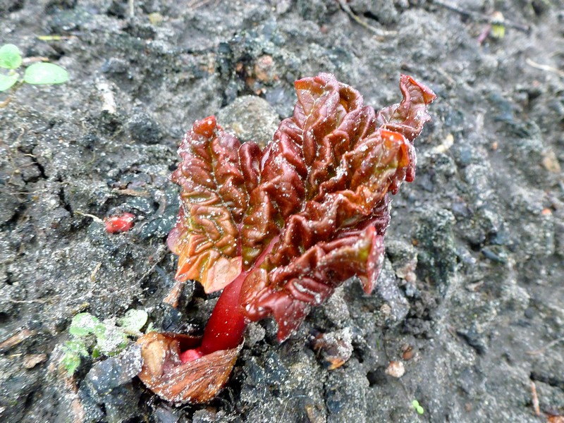 rabarberblad