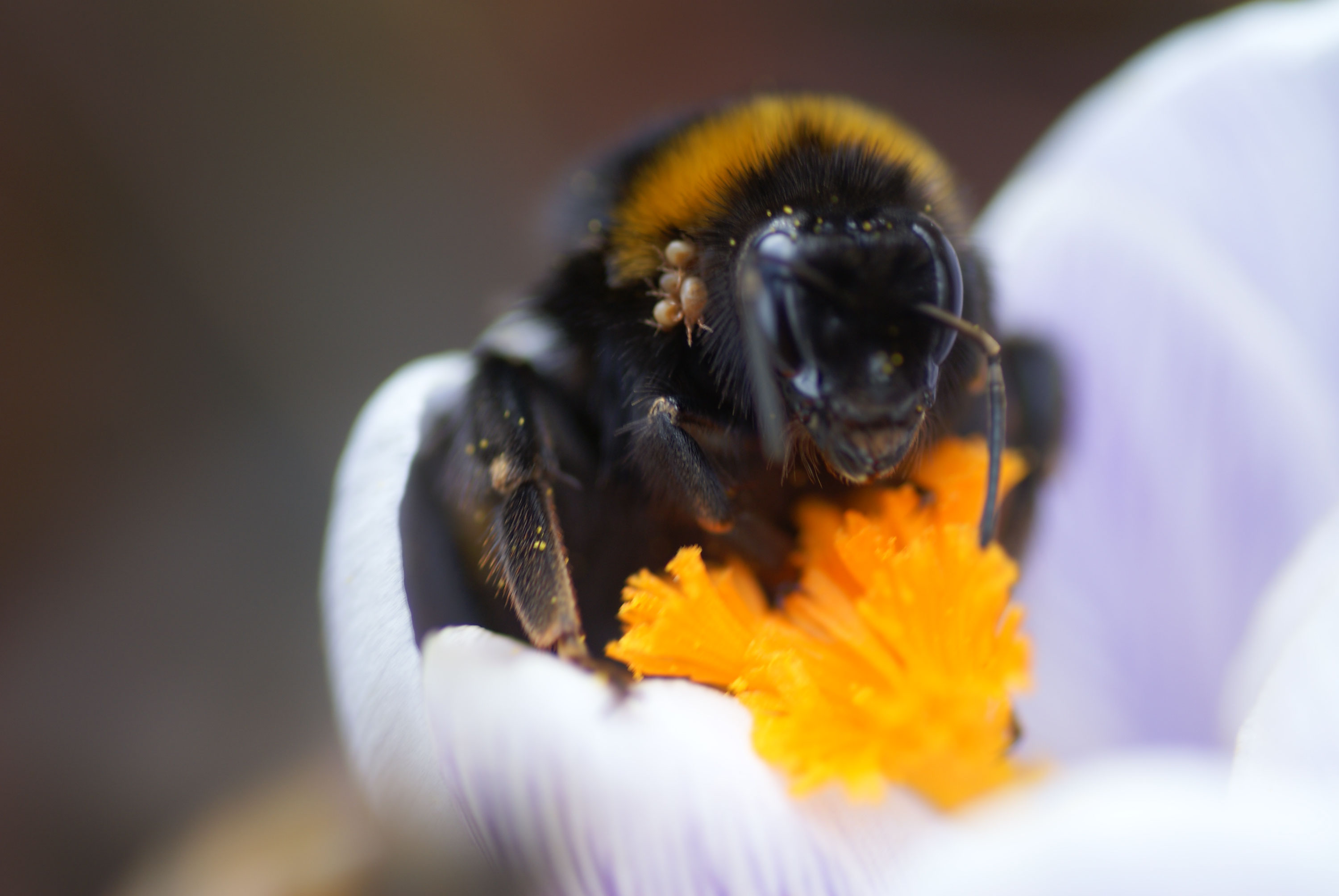 hommel met parasieten?