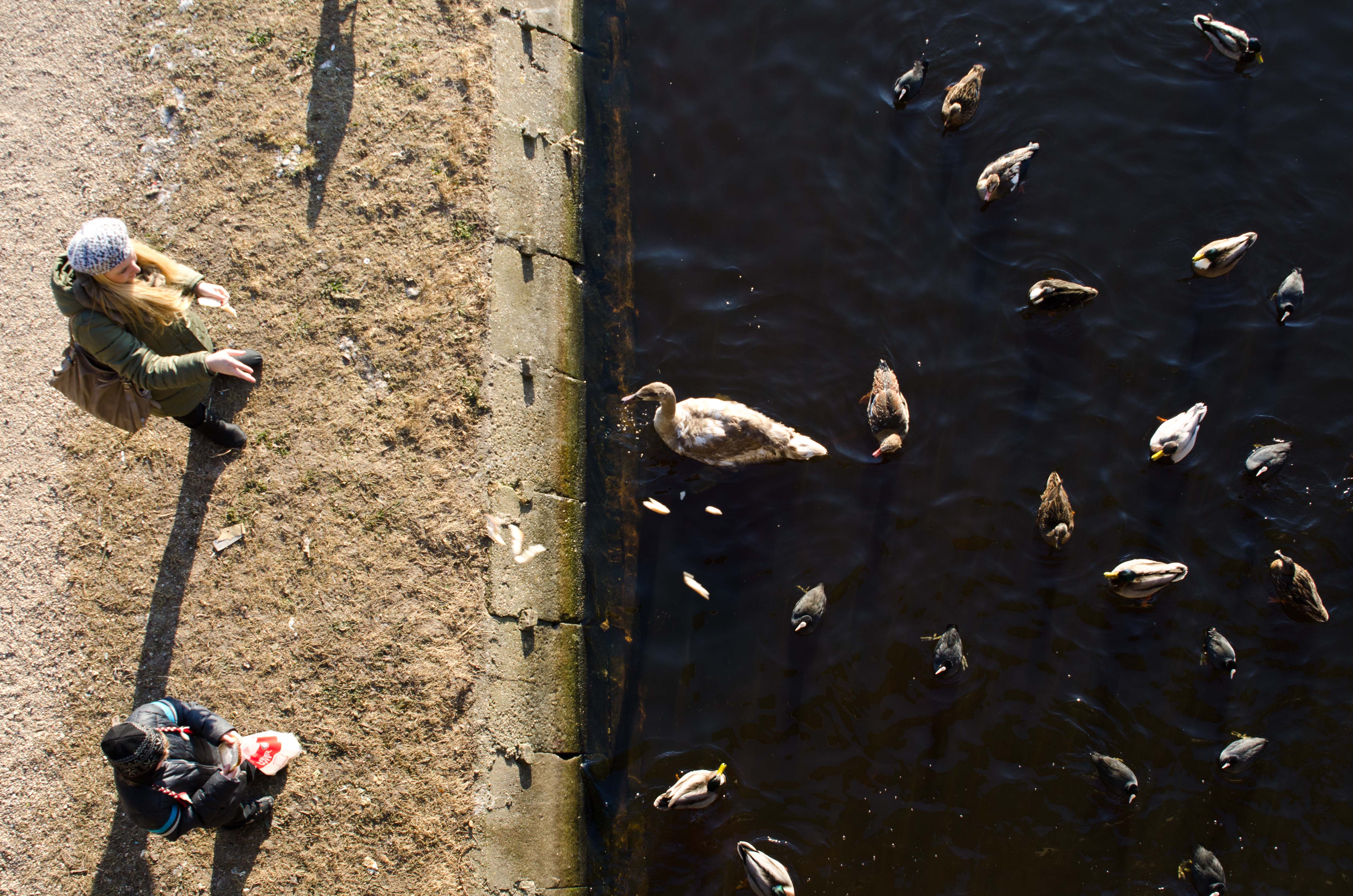 Vogels: Nog even bijvoederen