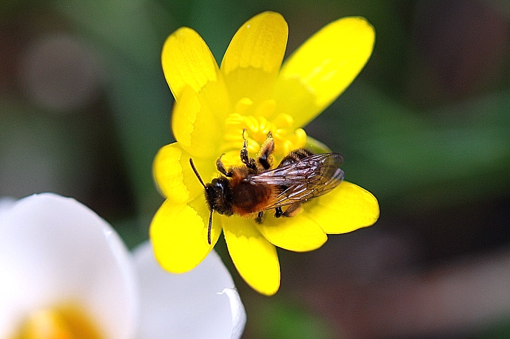 Tweekleurige zandbij.