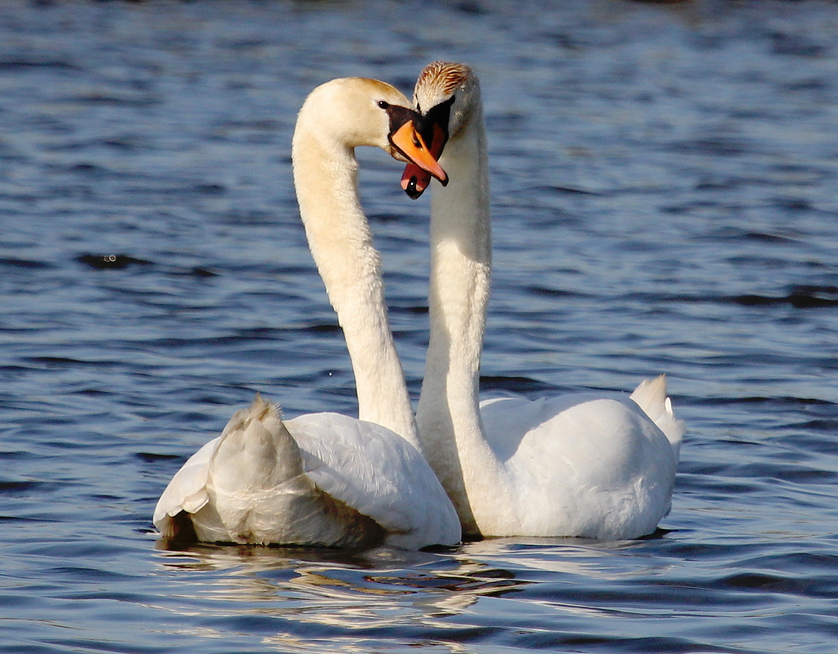 "Love is in the air"