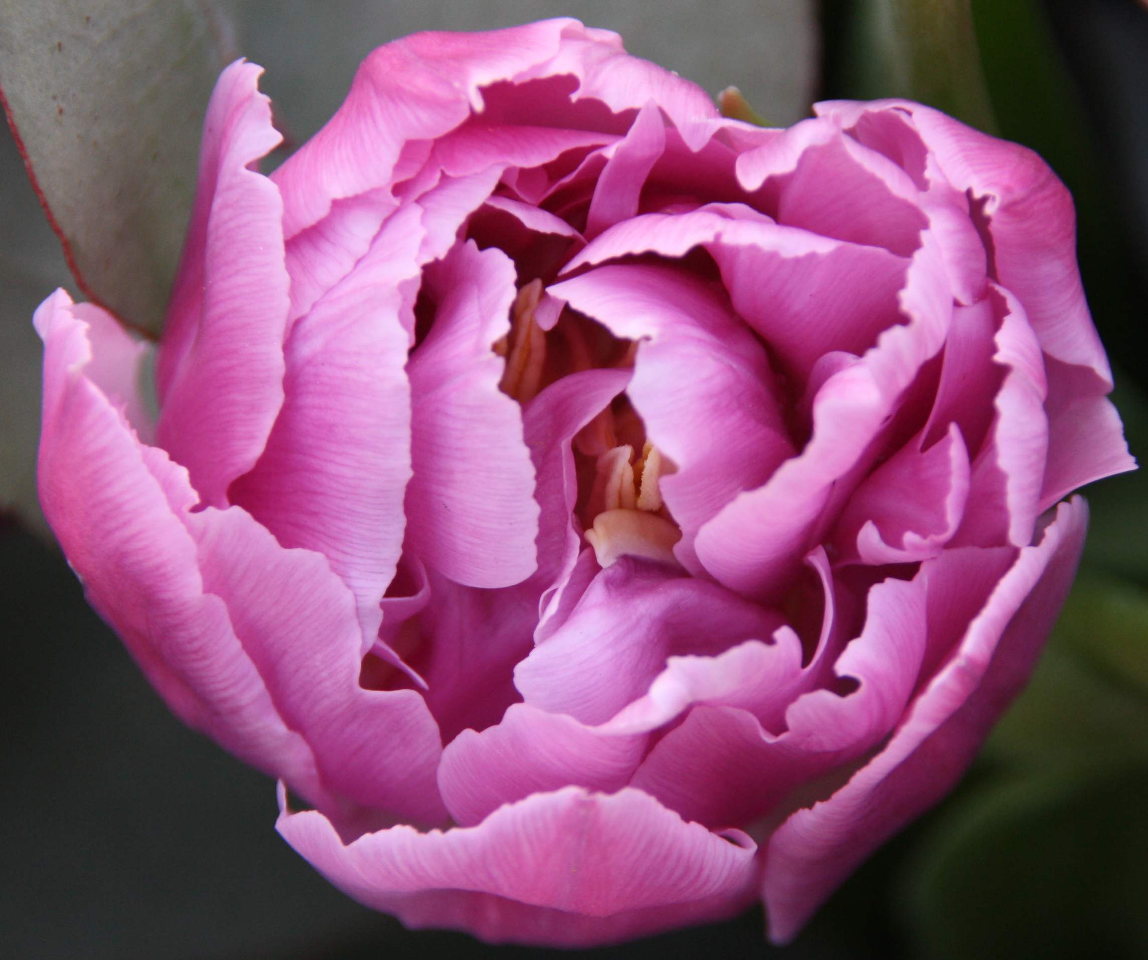 Tulp