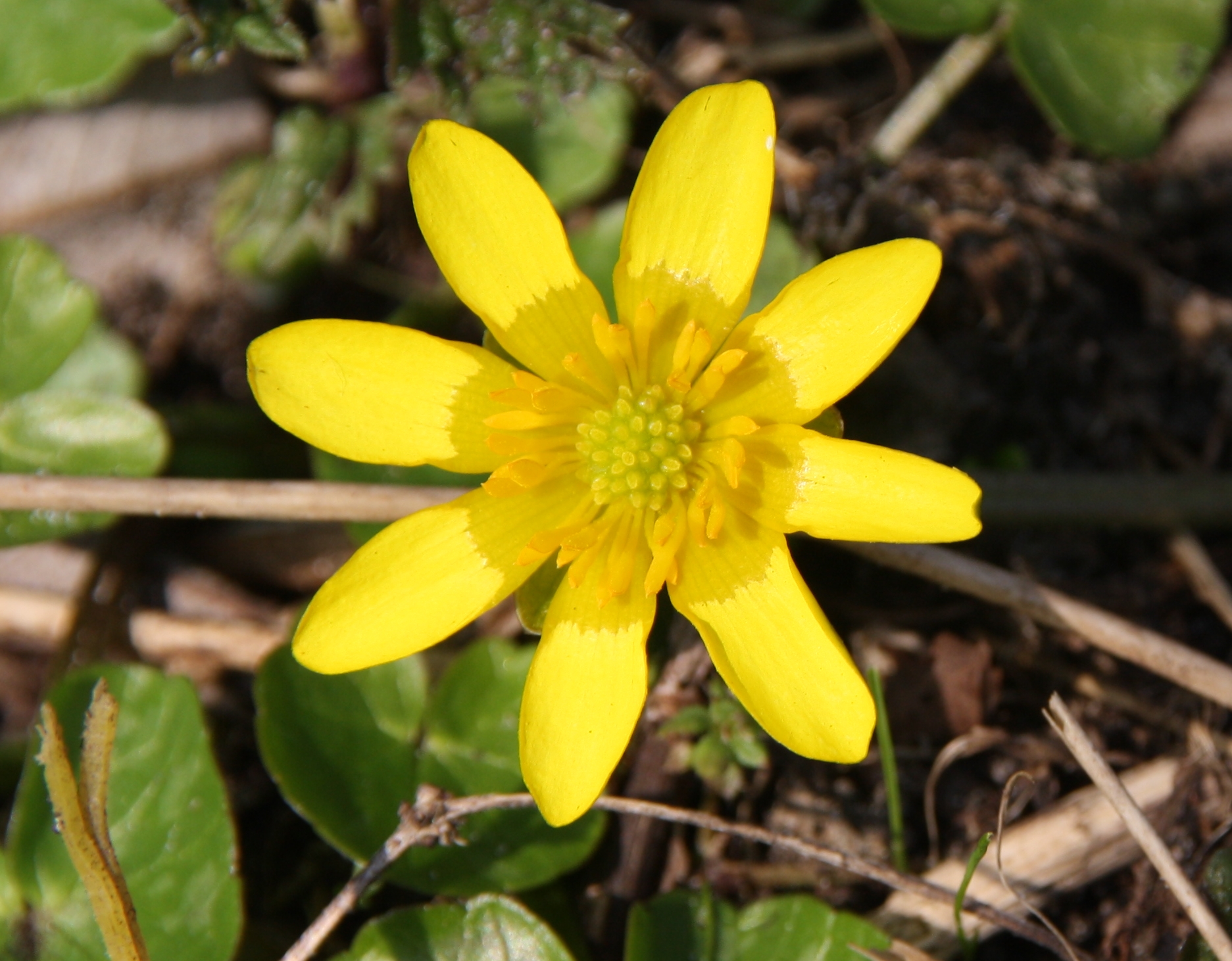 gelebloem