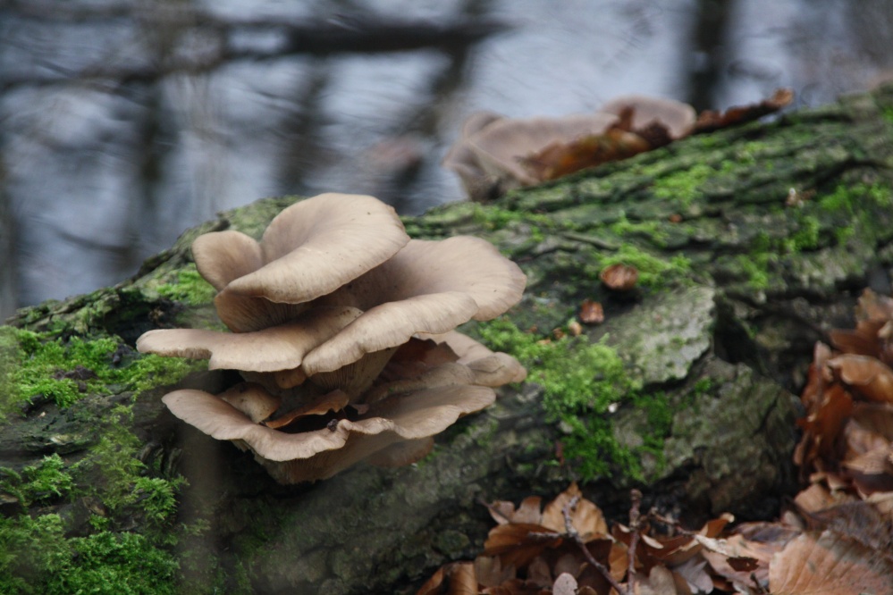 Paddenstoelen