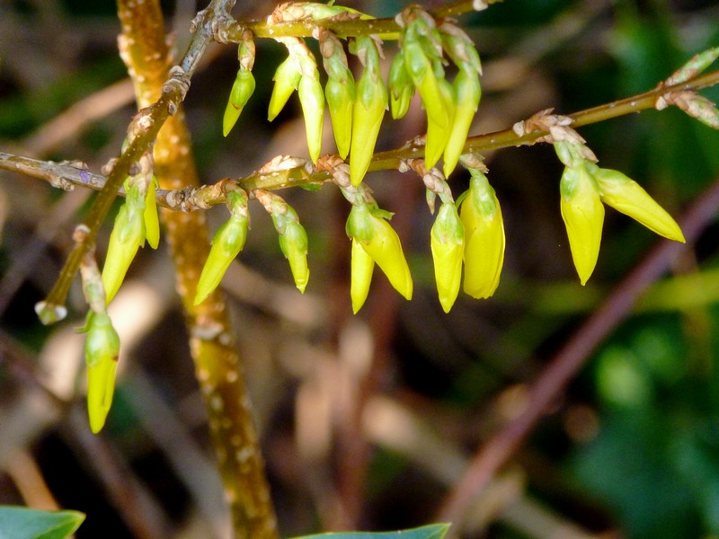 forsythia