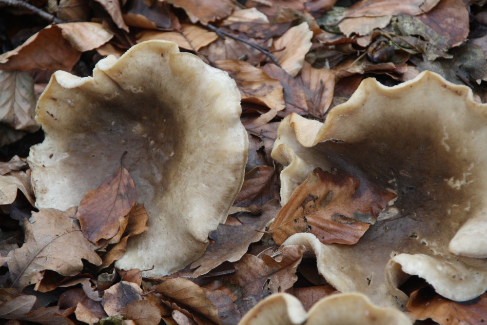Paddenstoelen