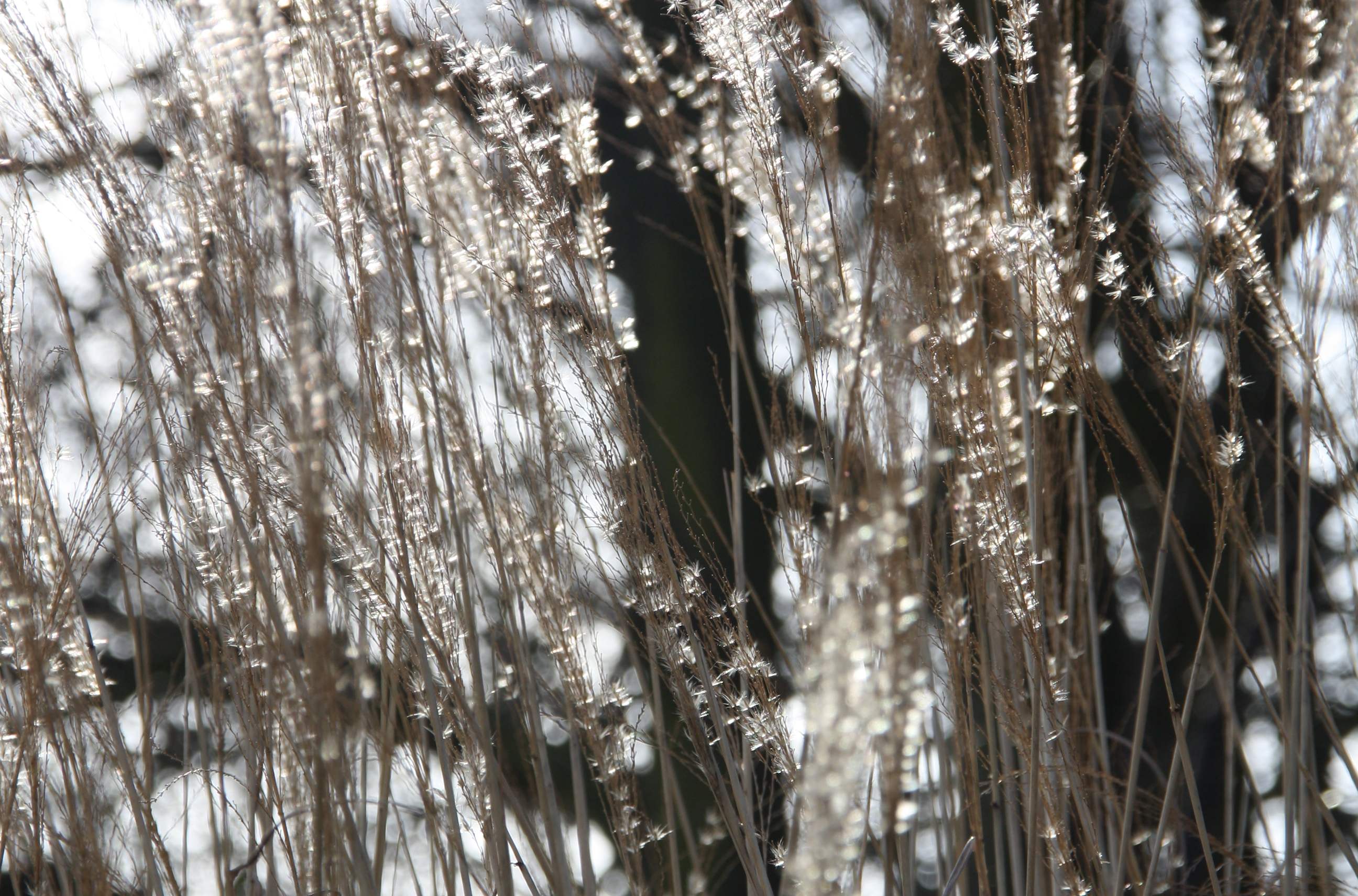 riet