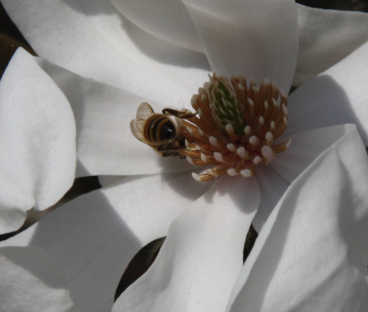 Magnolia