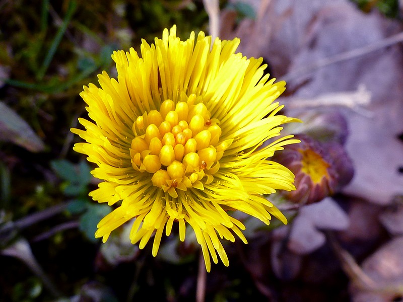 klein hoefblad macro