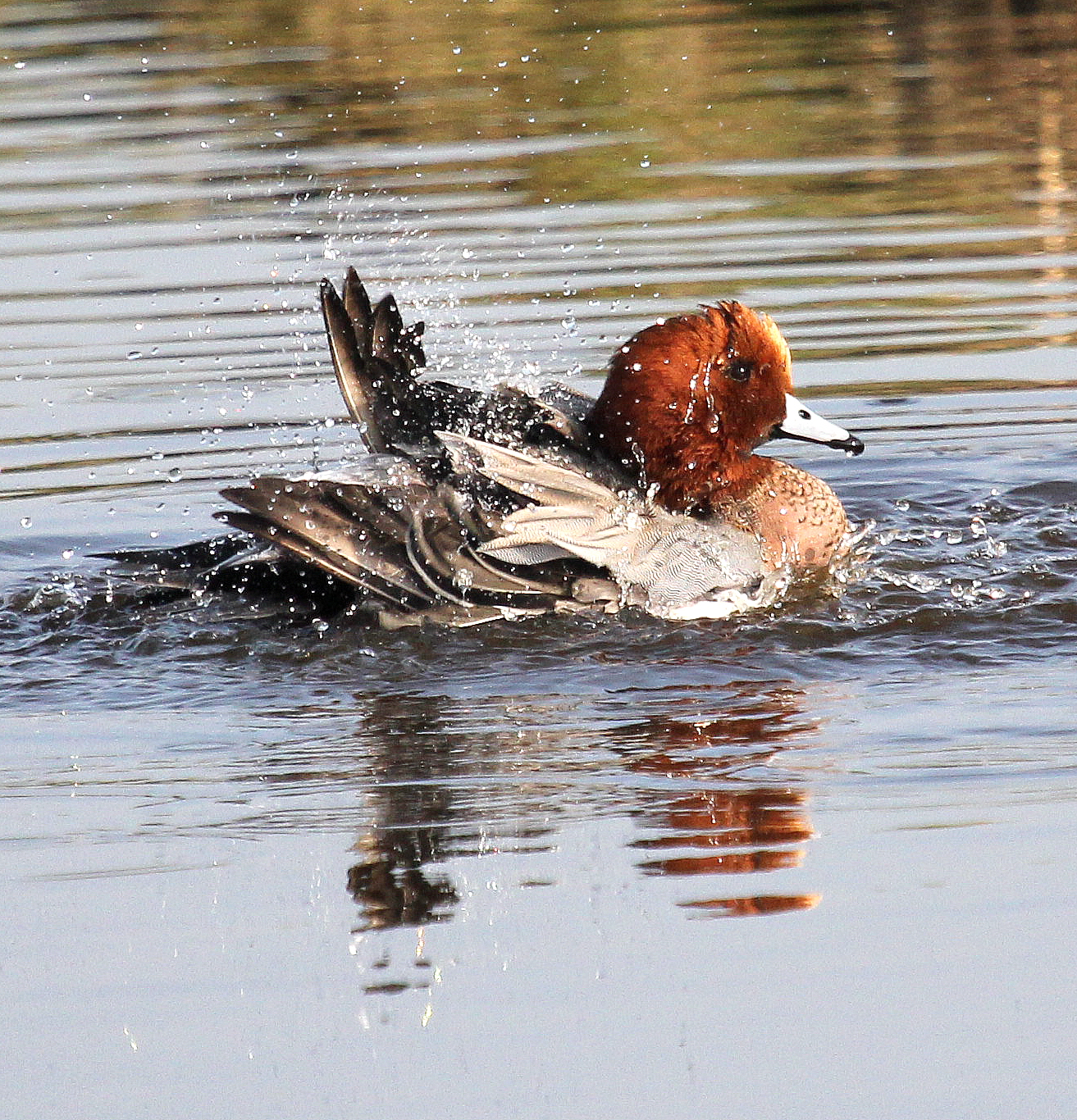 Een genot om naar te kijken!!!
