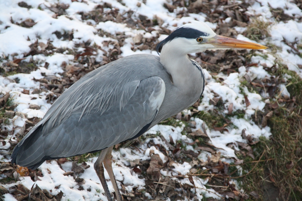 Blauwe reiger