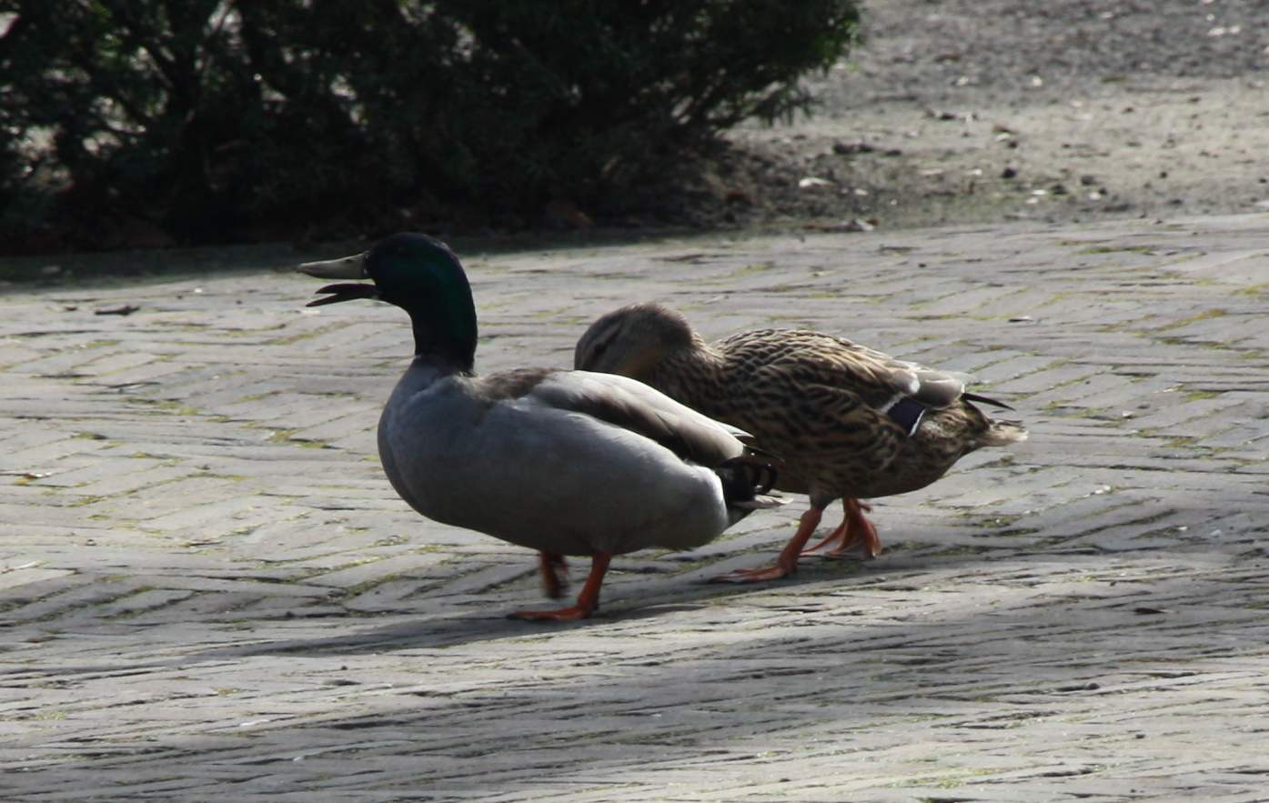 wilde eenden
