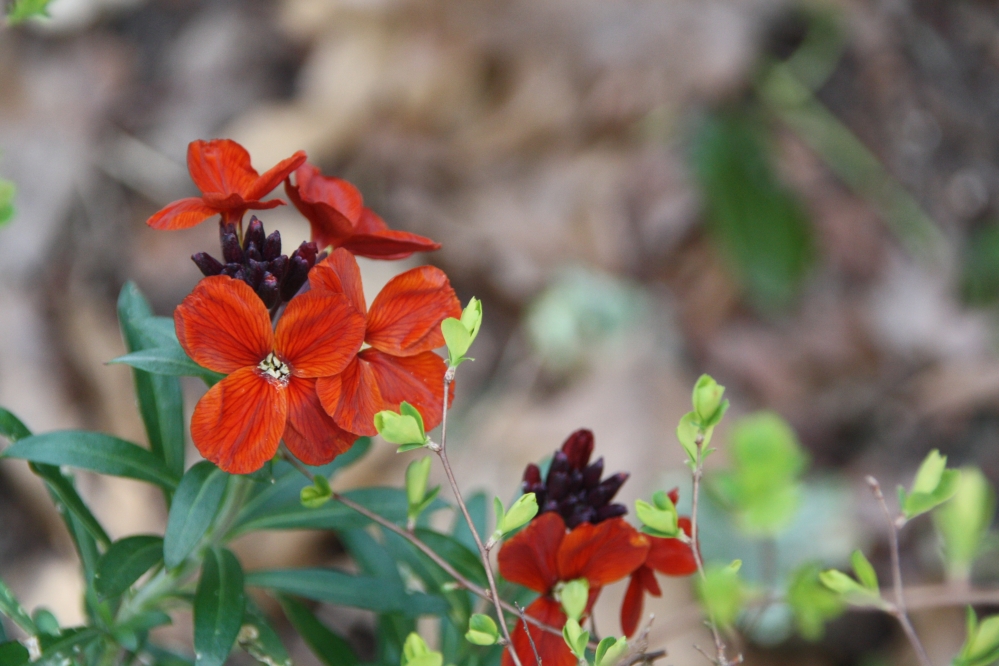 bloemen