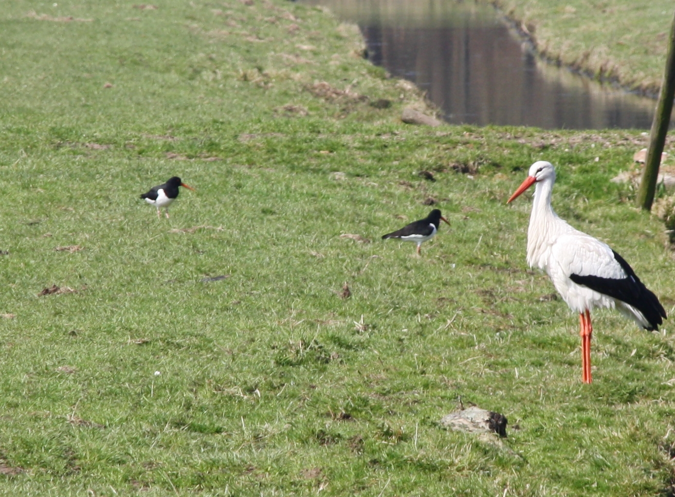 Haagsche ooievaar