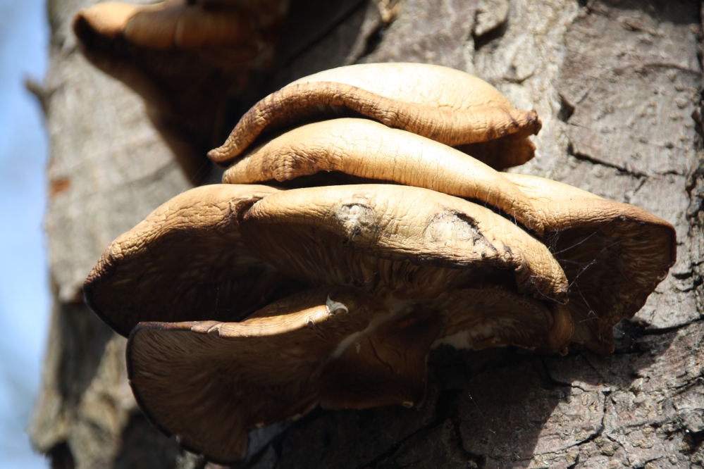 Paddenstoelen