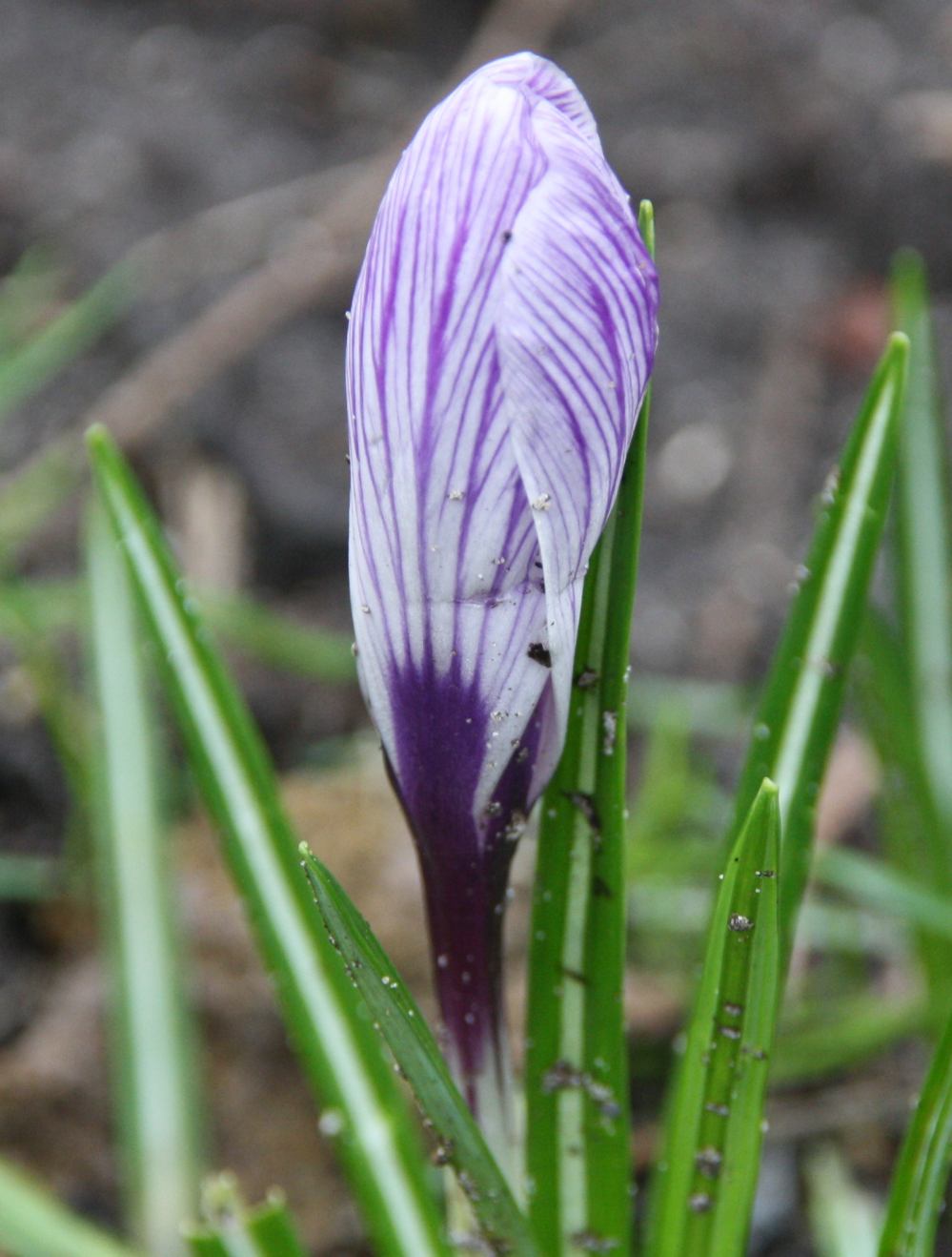 Bonte Krokus