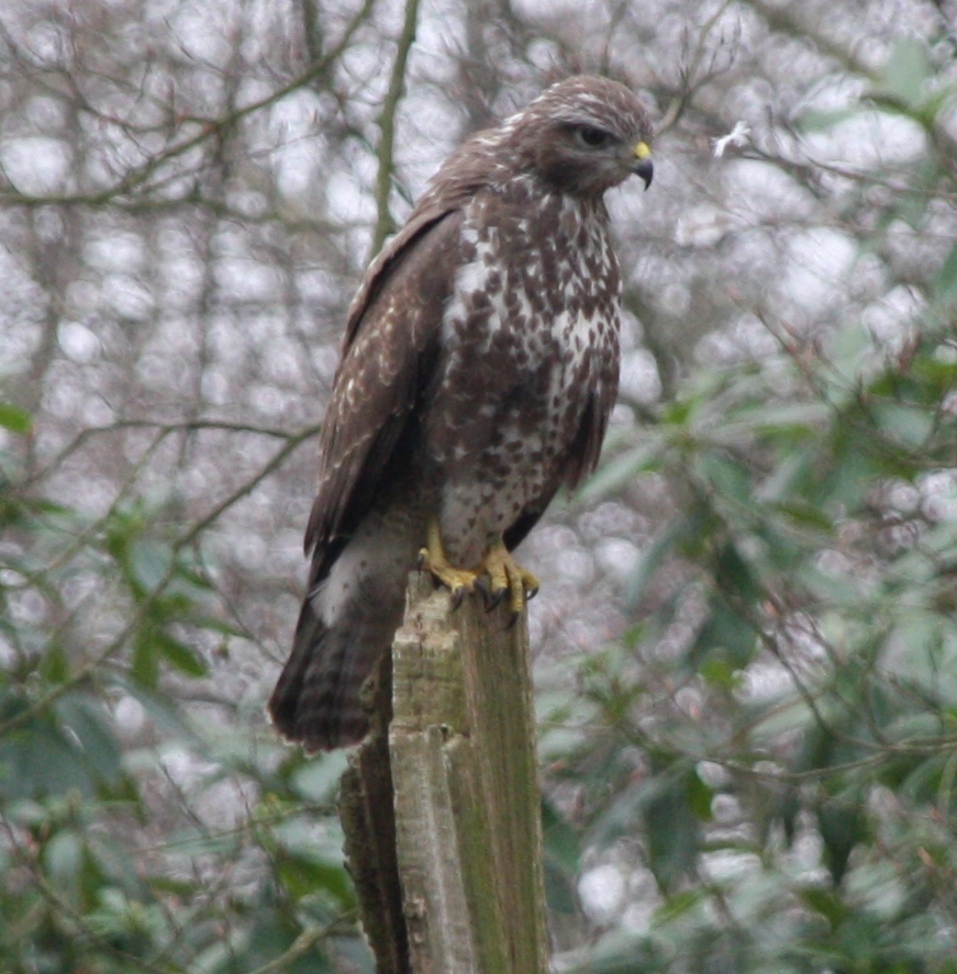 Buizerd