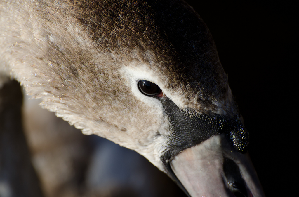 Zwaan, foto van dichtbij