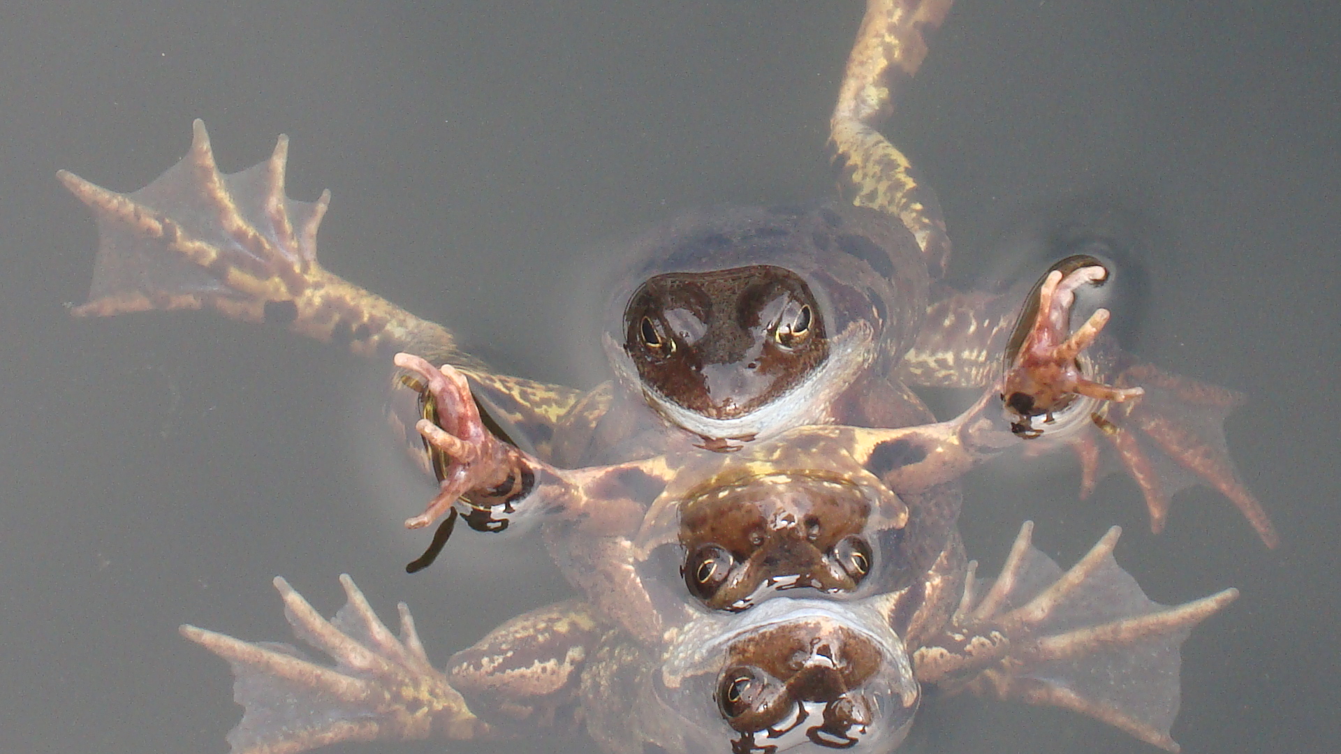 Voorjaar in de vijver